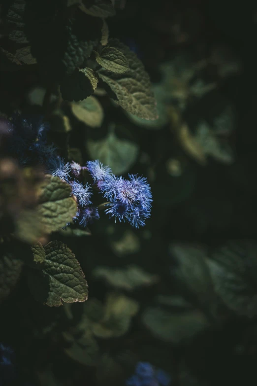 blue flowers and leaves are in the background