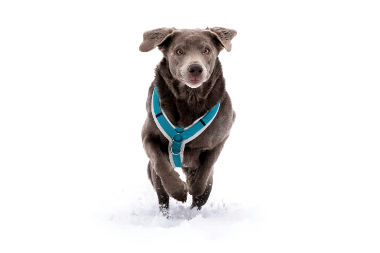 a large brown dog in a harness running through the snow