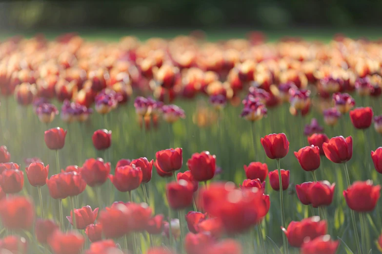 a field filled with lots of red and yellow flowers