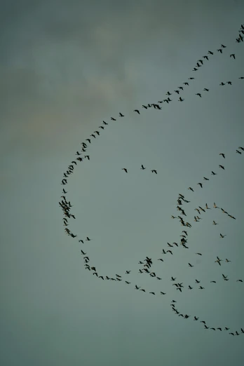 many birds are flying across the sky together