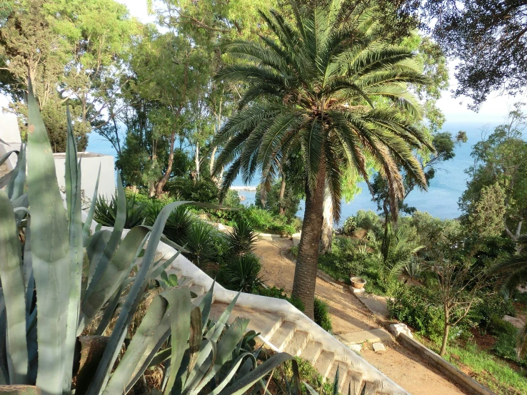 trees are on the beach side walk by the ocean