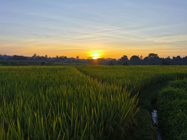 the sun sets over a field with grass