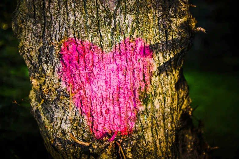 the heart is carved on the side of a tree trunk