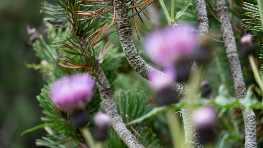 purple flowers and needles growing in the nches of evergreens