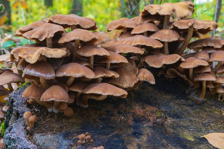 a group of mushrooms grow from a log in the forest