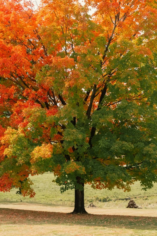 a tree full of leaves with the sun shining on it