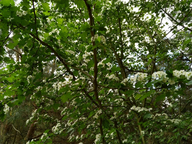 white flowers growing in the woods as leaves are on the trees