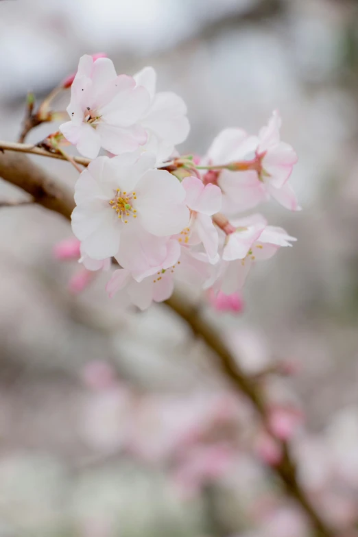 some pink flowers on a tree nch with blurry background