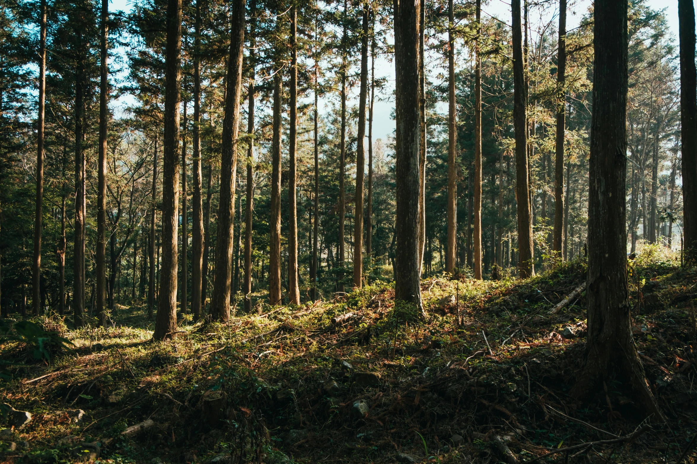 many trees with tall nches in the woods