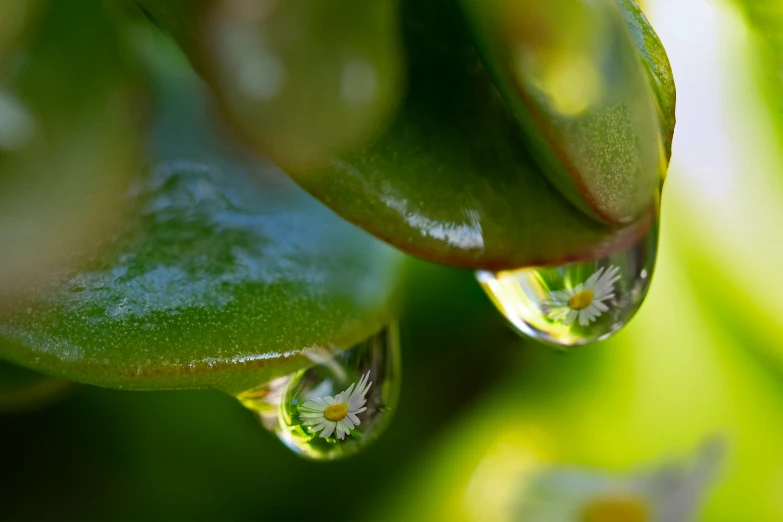 a droplets of water is seen in the center of green leaves