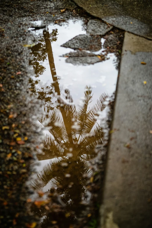 palm tree reflected in wet dle on pavement