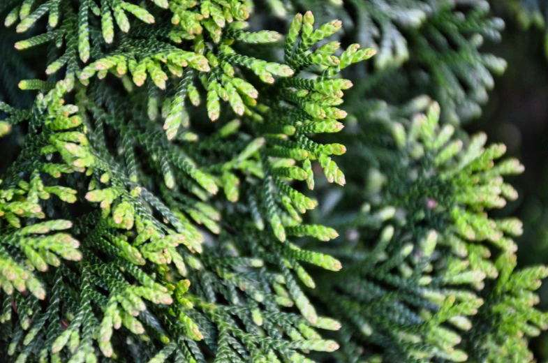 a close up of green tree nches on a sunny day