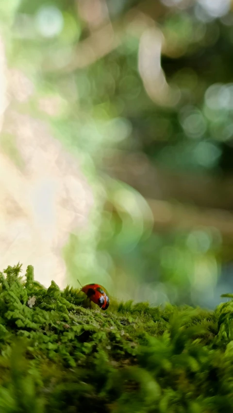 small red ladybug standing on mossy green surface