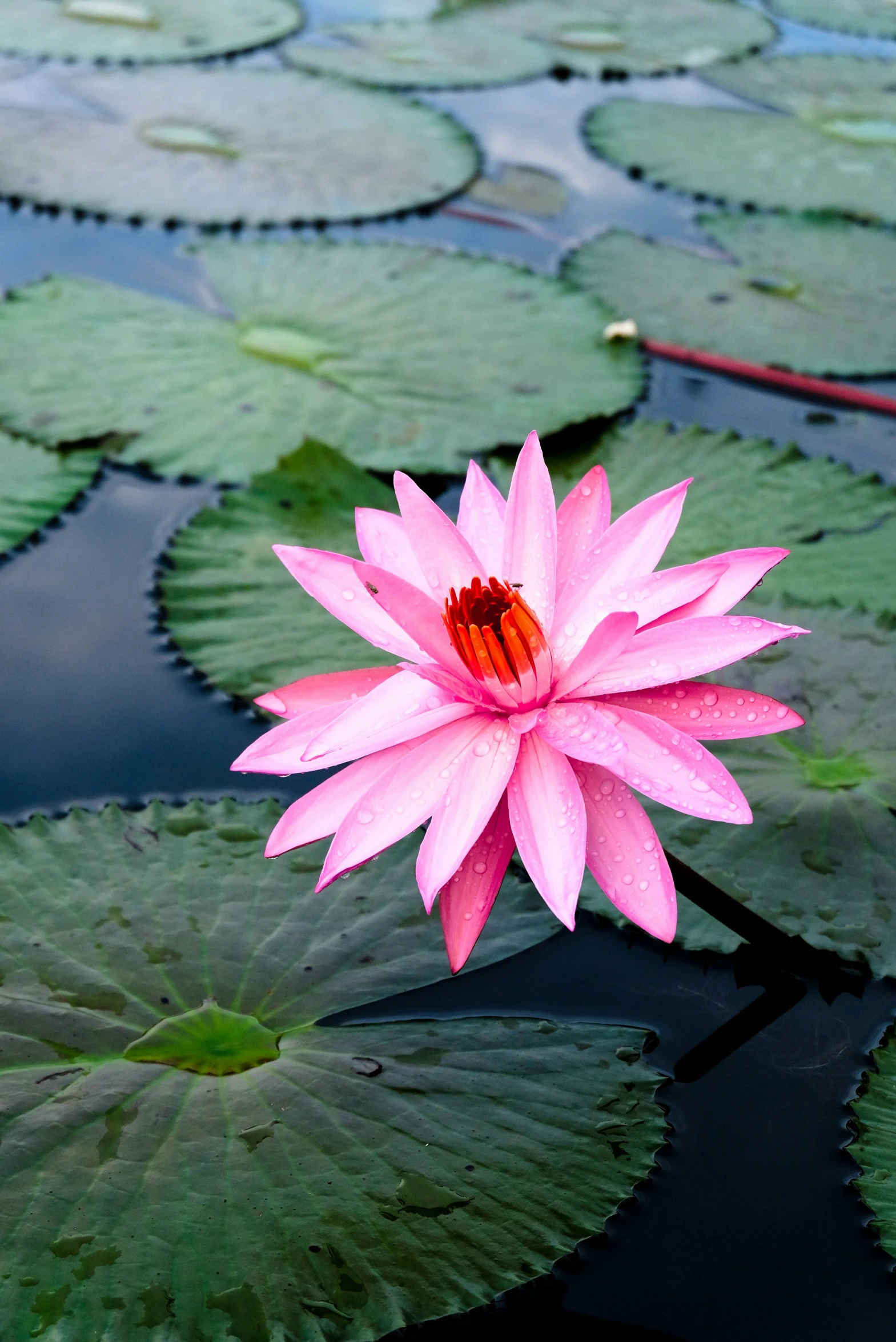 a bright pink lotus blooming in a pool of water