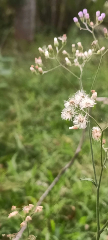 a purple flower standing in the middle of grass