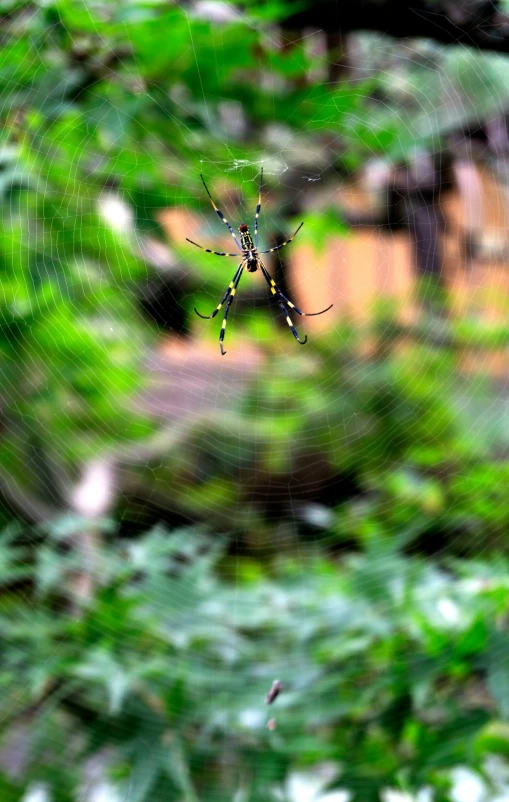 the spider is crawling in a web of green plants