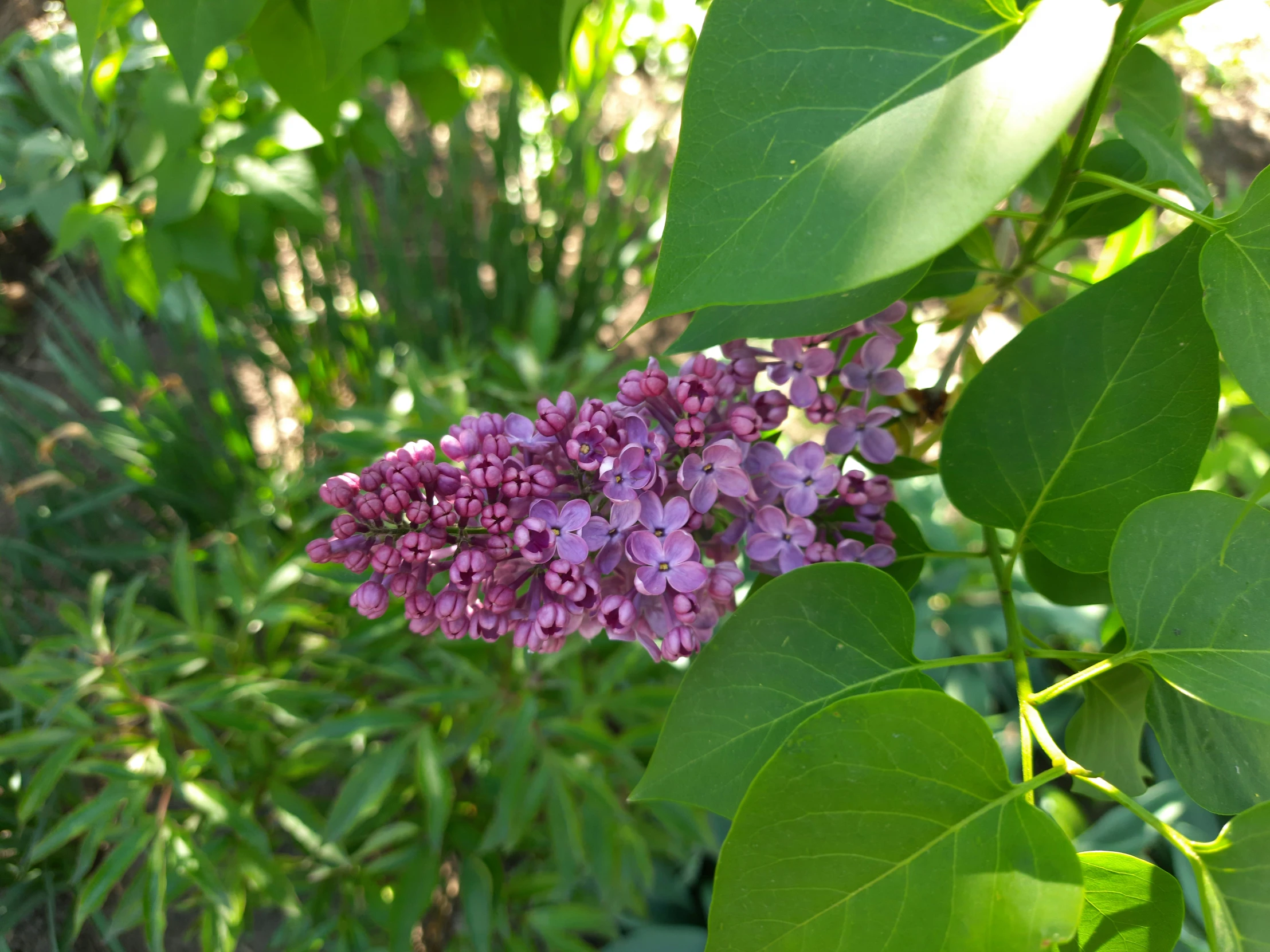 an up - close s of a purple flower in the bush