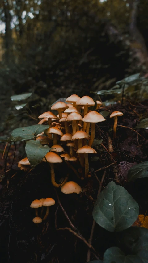 a group of mushrooms growing on the ground in a wooded area