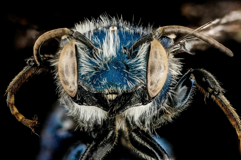 a large insect with some long horns and very big eyes