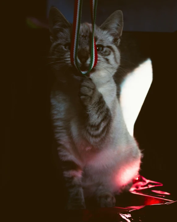 a cat standing in the dark with soing hanging in its mouth