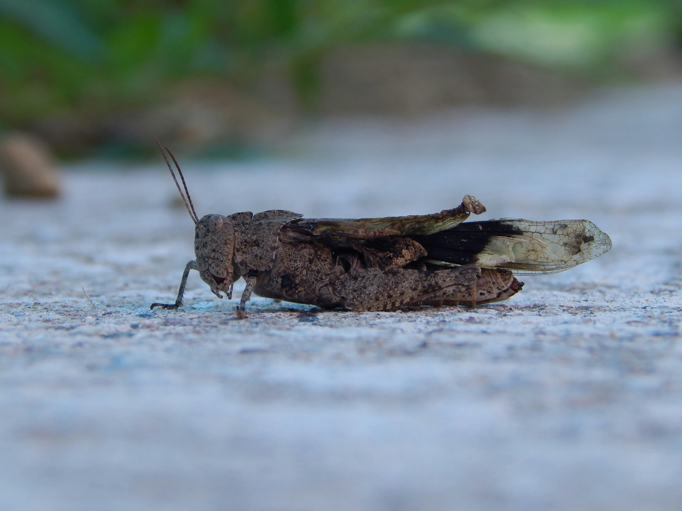 a bug crawling on the cement in a park