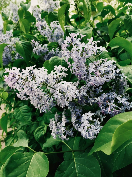 purple flowers with green leaves in an outdoor garden