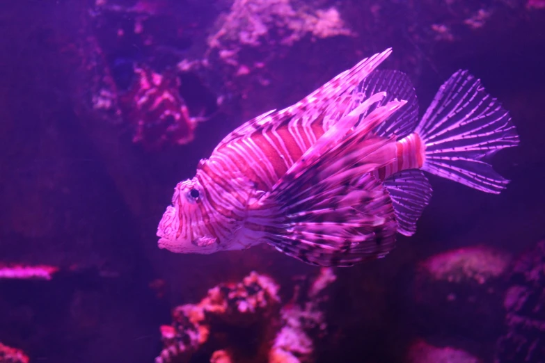 there is a purple fish swimming near corals