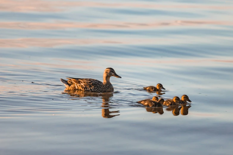 the ducks are swimming in the calm water