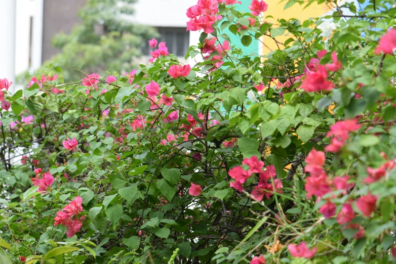 there are pink flowers on the nches of this tree