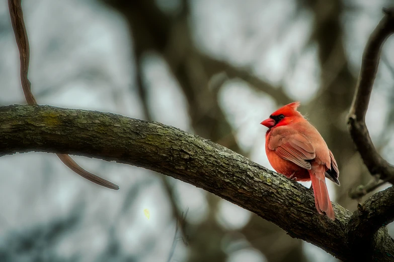 the bird is perched on a nch while looking at soing in the distance