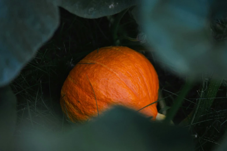 an orange is shown in the dark between green leaves