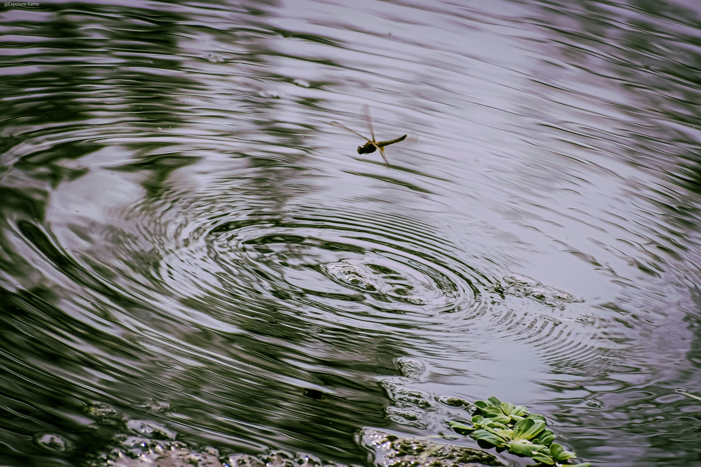 the water is full of waves and birds