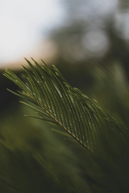 the tops of a tree nches are pictured