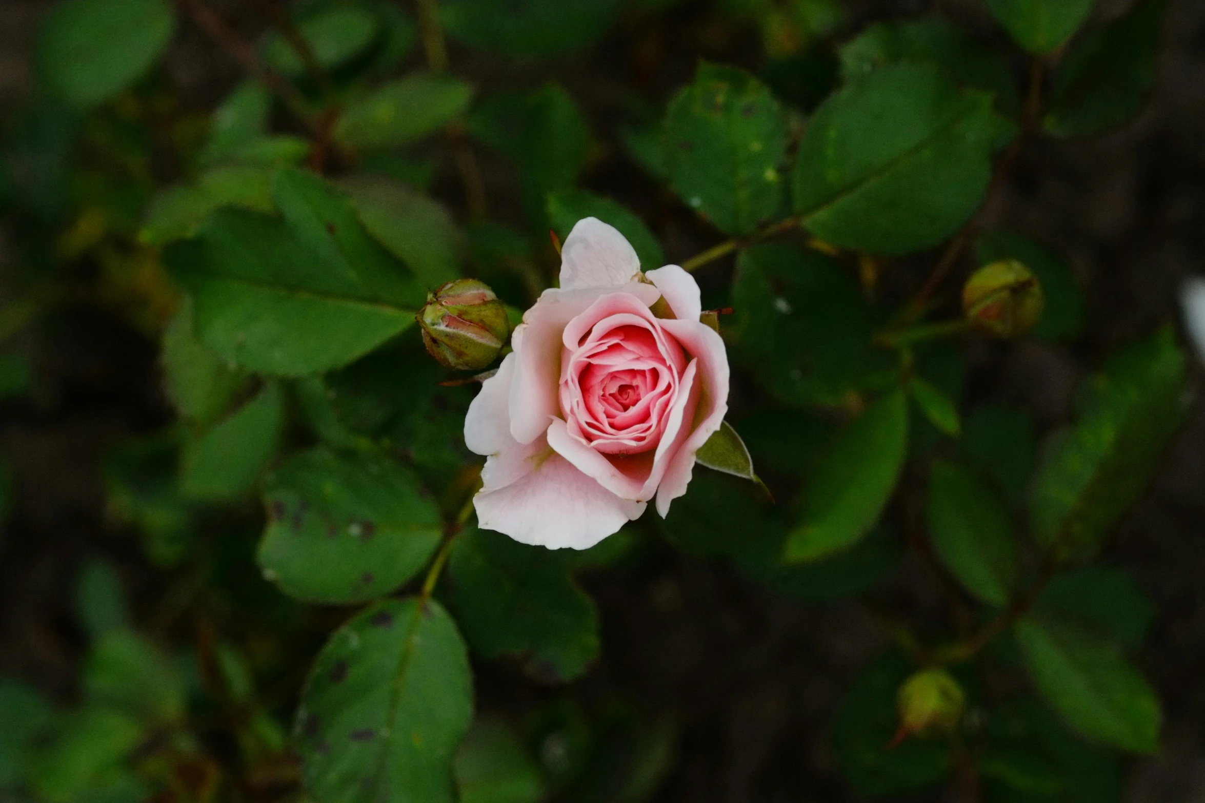 a pink rose with lots of green leaves