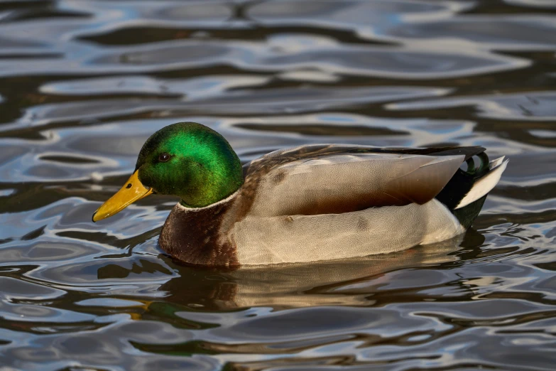 the duck is swimming on a still, wet river