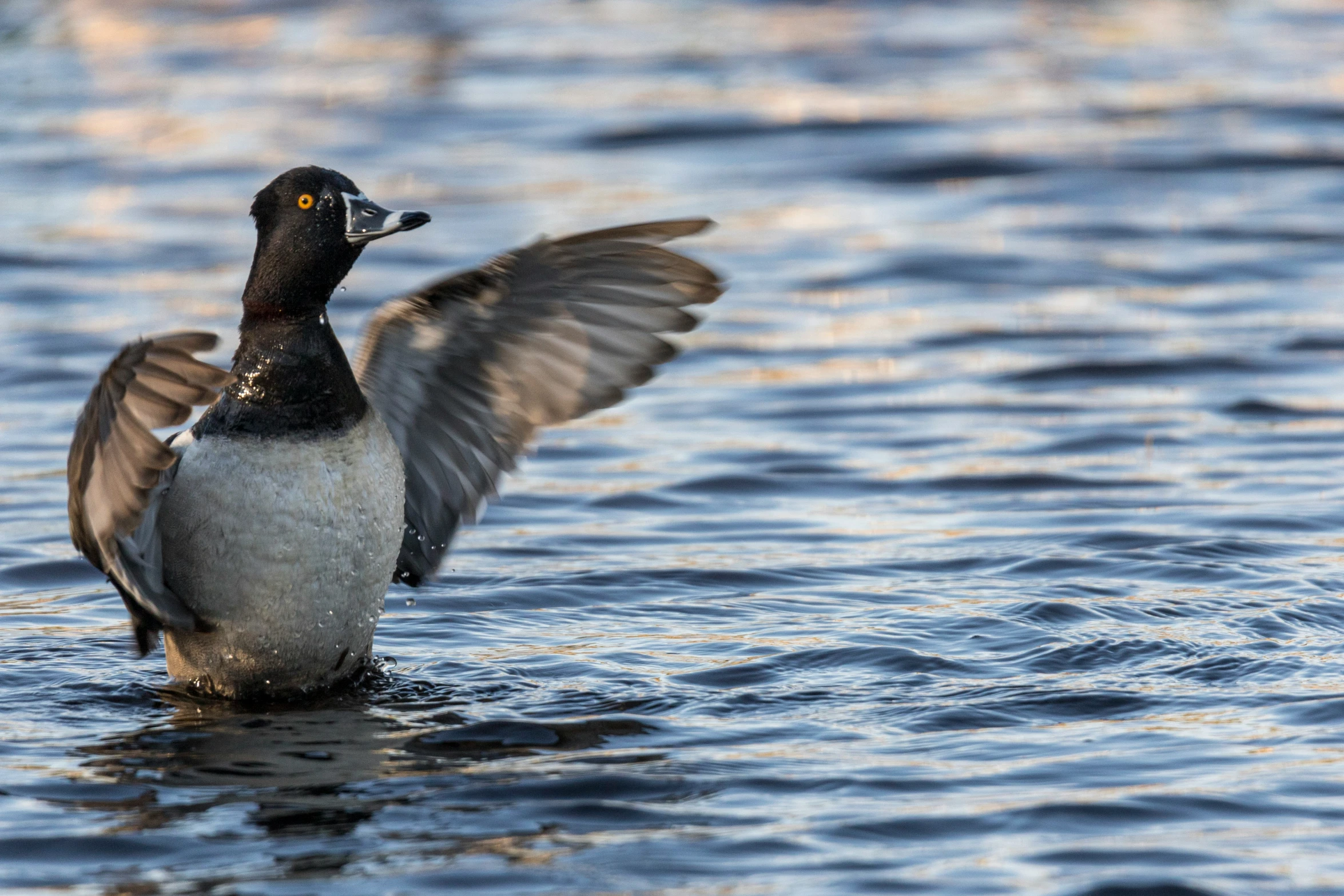 a duck flaps its wings in the water