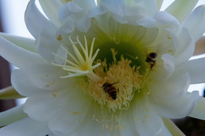 a bee is resting on the center of a large flower