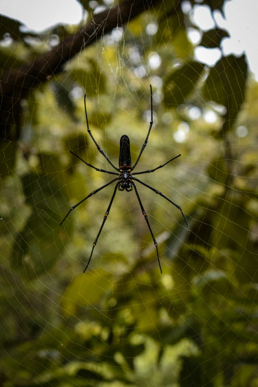 a large spider hanging on the side of a leafy tree