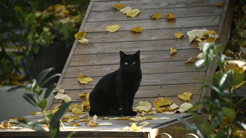 a black cat sitting on top of a wood floor