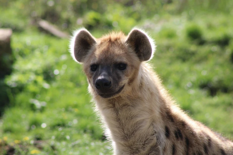 a spotted hyena is on a grassy field