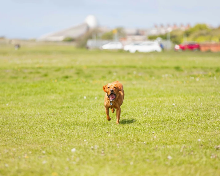 a dog running across a green grass covered field