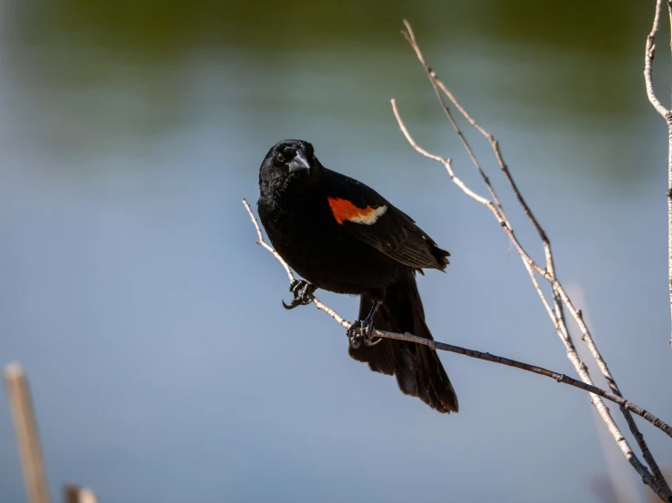 a small black bird perched on a nch