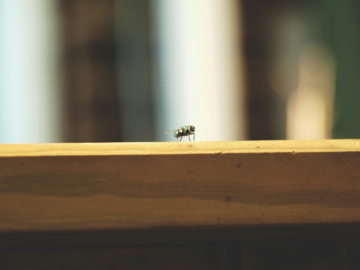 a little tiny bug sitting on top of a wooden board