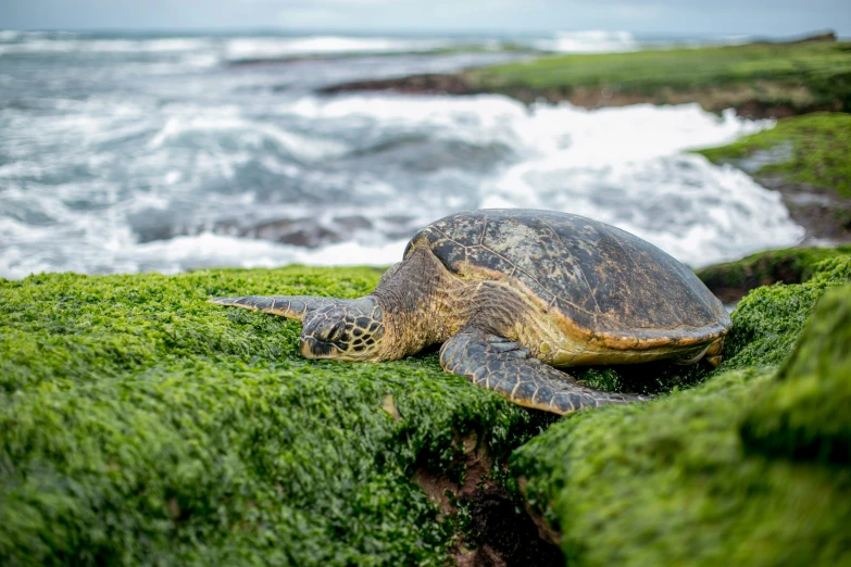 a sea turtle is sitting in the grass