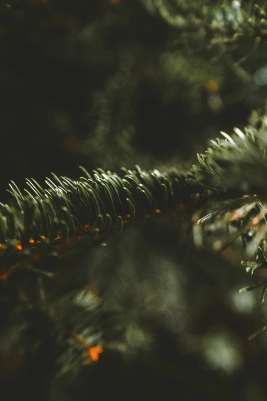 some leaves are blurry, with other things on the ground