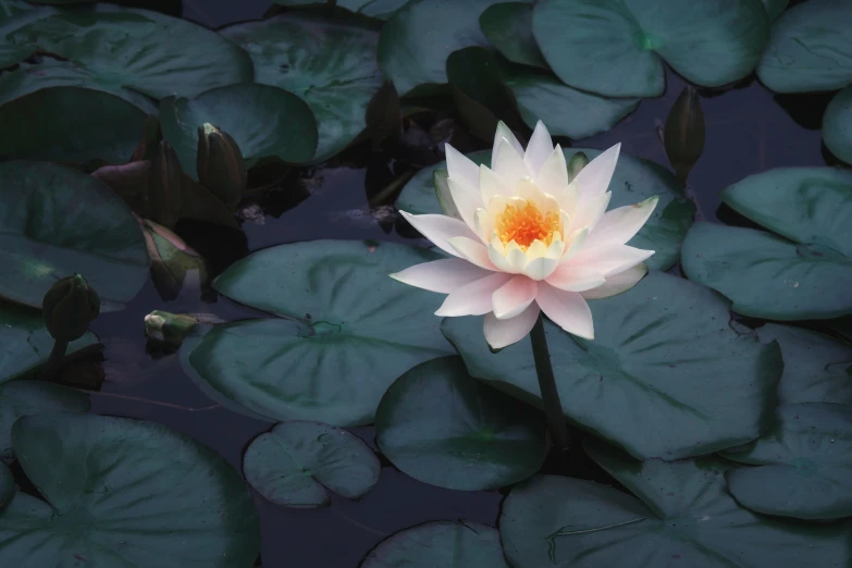 a white and yellow lotus in a pond filled with lily leaves