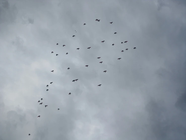 a large flock of birds in the sky