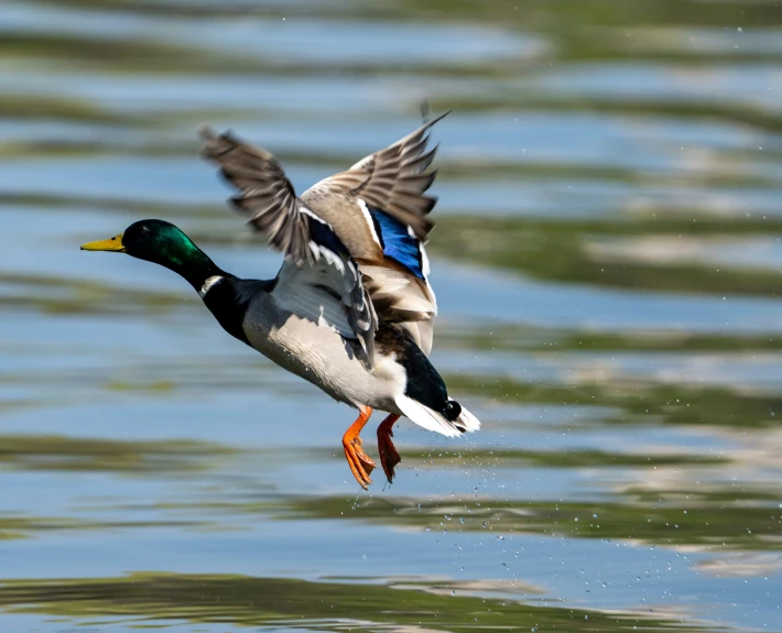 the duck is flying low over the water