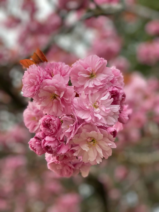a small brown insect flying over pink flowers