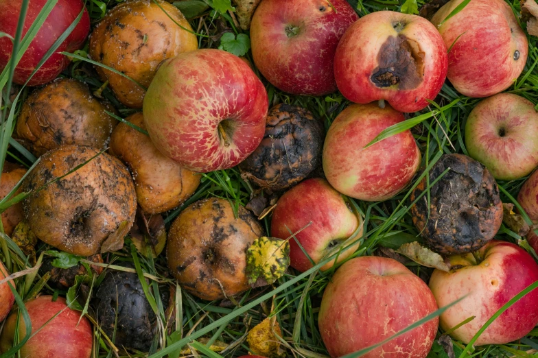 apples and other rotting fruits on the ground